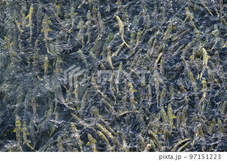 遡上するたくさんの鮭(真俯瞰 疑似空撮) 遡上するたくさんの鮭(真俯瞰 疑似空撮) 97151223