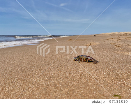 A high-angle view of a crayfish on the sand by water A high-angle view of a crayfish on the sand by water 97151310