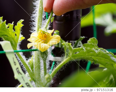 スイカの人工授粉 97151316