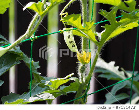 スイカ栽培、結実 スイカ栽培、結実 97151472
