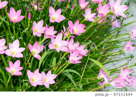 花 フラワー お花 97151894