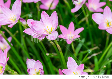 花 フラワー お花 97151896