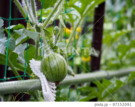 スイカの空中栽培、生まれたての幼果 スイカの空中栽培、生まれたての幼果 97152091