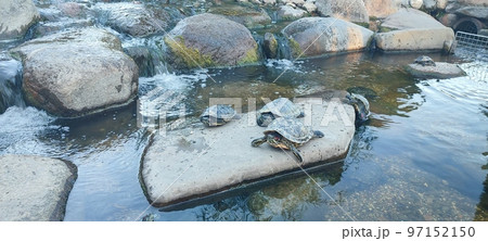 Specimen of European turtle on a rock inside a terrarium 97152150
