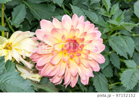 花 フラワー お花 97152152