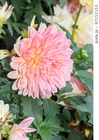 花 フラワー お花 97152153
