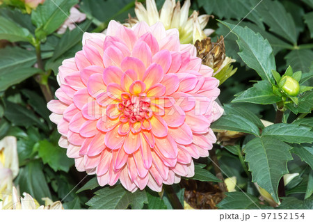 花 フラワー お花 97152154