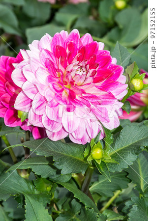 花 フラワー お花 97152155