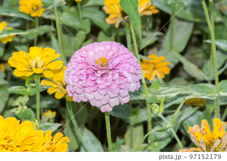 花 フラワー お花 97152179