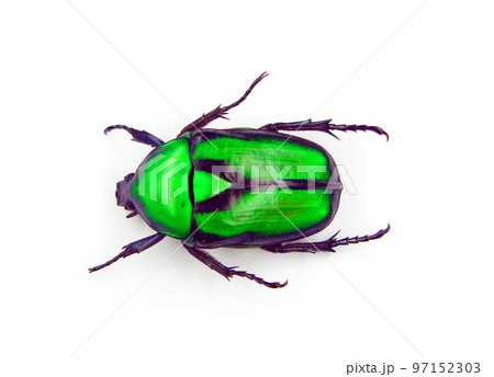 Green beetle isolated on white. Metall green flower beetle Rhomborrhina gigantea from Malaysia close up. Cetoniidae. Collection beetles. Coleoptera. Entomology 97152303