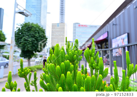 植物の花壇とさいたま新都心の風景 97152833