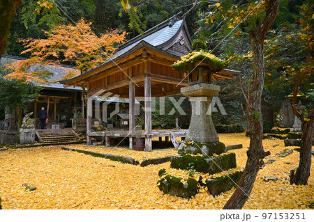 銀杏の敷落葉が綺麗な京都市の岩戸落葉神社 銀杏の敷落葉が綺麗な京都市の岩戸落葉神社 97153251