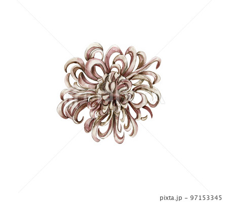 Watercolor hand drawn chrysanthemum with leaves. Realistic botanical watercolor illustration. Floral illustration for design, print, fabric, greetings card ,posters or background. White background. 97153345