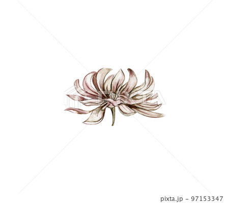 Watercolor hand drawn chrysanthemum with leaves. Realistic botanical watercolor illustration. Floral illustration for design, print, fabric, greetings card ,posters or background. White background. 97153347