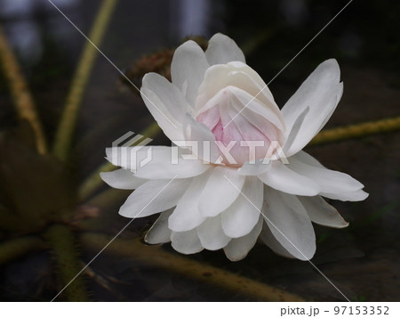 オオオニバスの花　Victoria amazonica 97153352