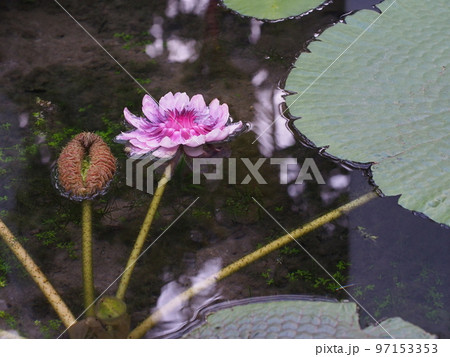 オオオニバスの花　Victoria amazonica 97153353