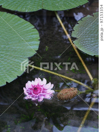 オオオニバスの花 Victoria amazonica オオオニバスの花 Victoria amazonica 97153354