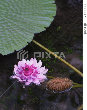オオオニバスの花　Victoria amazonica 97153355