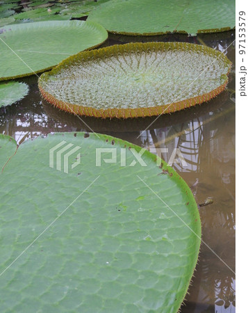 オオオニバスの葉　Victoria amazonica 97153579