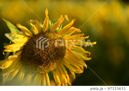 ひまわり夏の花 97153631