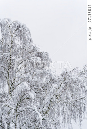 Winter landscape. tree branch under snow in winter snowing day 97153812