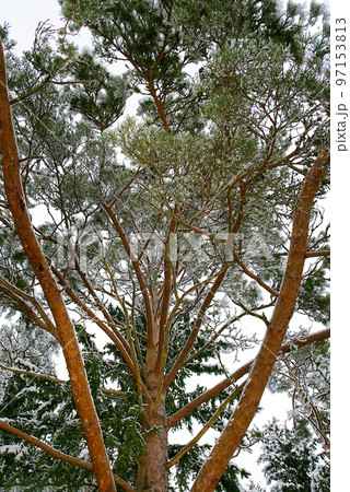 Pine branch under snow with copyspace Pine branch under snow with copyspace 97153813