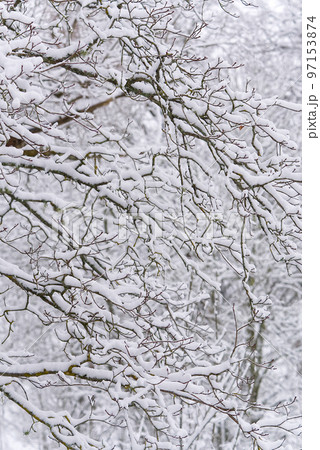 Winter landscape. tree branch under snow in winter snowing day 97153874