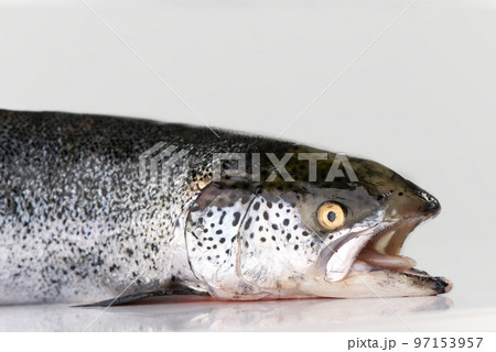 fresh raw salmon fish isolated on white. photo of salmon on white background 97153957