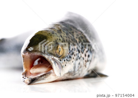 fresh raw salmon fish isolated on white. photo of salmon on white background fresh raw salmon fish isolated on white. photo of salmon on white background 97154004