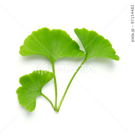 Biloba leaves on white backgrounds. 97154482