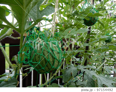 小玉スイカの空中栽培 小玉スイカの空中栽培 97154492