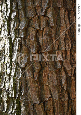 木肌の背景画像 木肌の背景画像 97154497