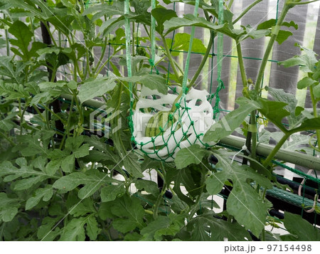 小玉スイカの空中栽培 小玉スイカの空中栽培 97154498