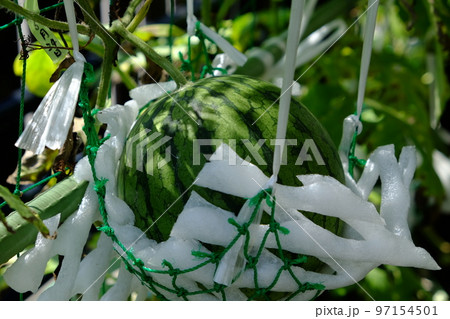 小玉スイカの空中栽培 小玉スイカの空中栽培 97154501
