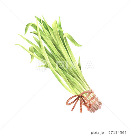 A bunch of grass. Watercolor illustration. Isolated on a white background. For your design packages of dairy product, goods for a garden, stickers, organic products 97154565