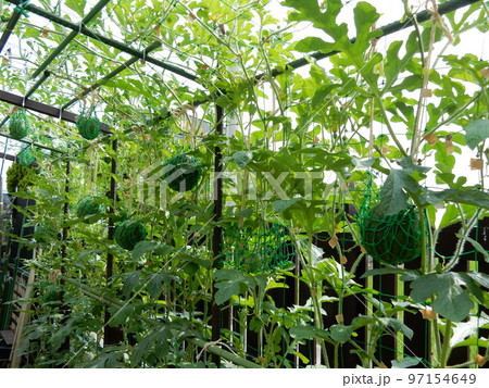 小玉スイカの空中栽培 小玉スイカの空中栽培 97154649