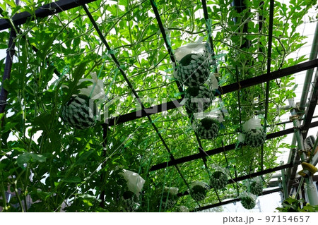 小玉スイカの空中栽培 97154657