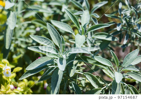 ハーブ セージの葉 ハーブ セージの葉 97154687