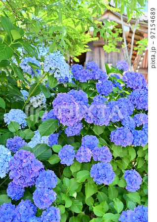 濃い青と薄い水色の紫陽花 97154689