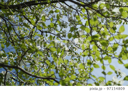白い花咲く新緑の季節 97154809