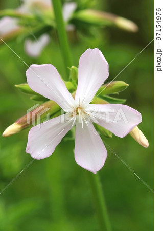 Curative common soapwort flower blooming 97154976