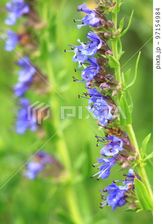 Curative hyssop flower in blossom 97154984