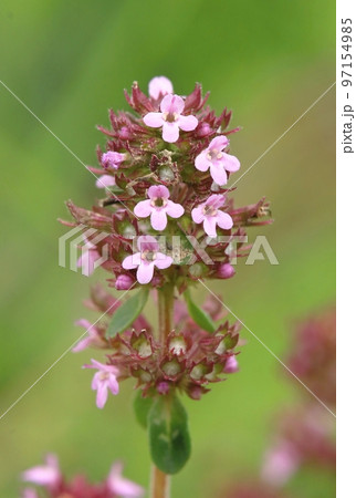 Curative creeping thyme in blossom 97154985