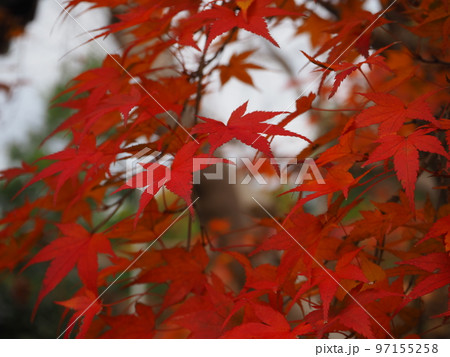 色鮮やかなモミジ 色鮮やかなモミジ 97155258