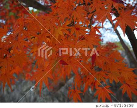 色鮮やかなモミジ 色鮮やかなモミジ 97155259