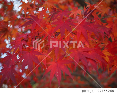 色鮮やかなモミジ 97155260