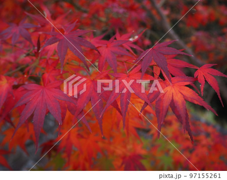 色鮮やかなモミジ 97155261