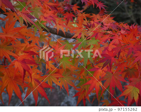 色鮮やかなモミジ 97155262