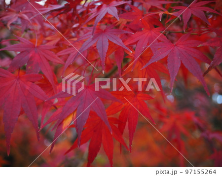 色鮮やかなモミジ 97155264