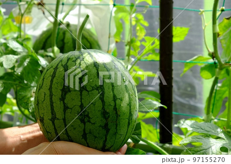 小玉スイカの空中栽培、収穫 小玉スイカの空中栽培、収穫 97155270